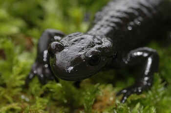Eine Nahaufnahme eines schwarzen Salamanders, der auf grünem Moos in der üppigen Umgebung der Gleirschklamm herumkrabbelt.