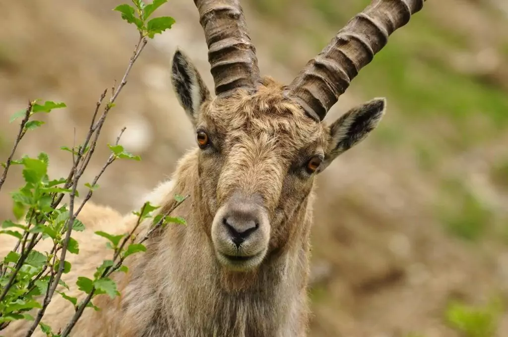 Ein wilder Steinbock mit großen, gebogenen Hörnern steht in der Nähe von grünem Laub an den Hängen der Hochplatte und schaut direkt in die Kamera. Der Hintergrund ist eine Unschärfe aus natürlichen Erdtönen.