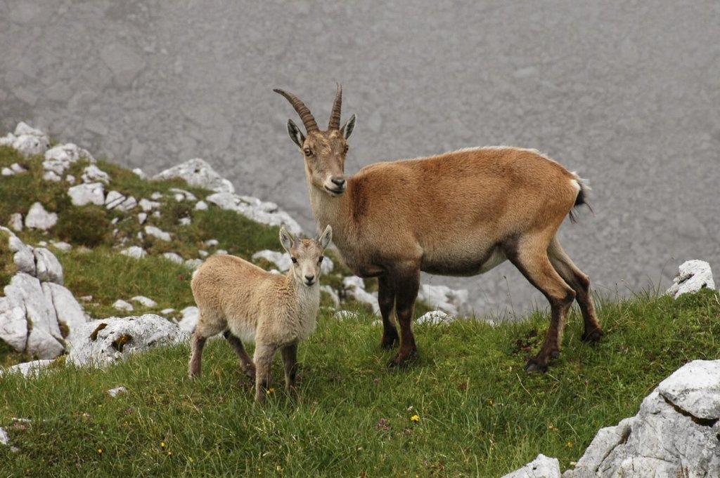 Ein erwachsener und ein junger Steinbock stehen auf einem grasbewachsenen, felsigen Hang in der Nähe der Mondscheinspitze, vor einem neblig-grauen Hintergrund.