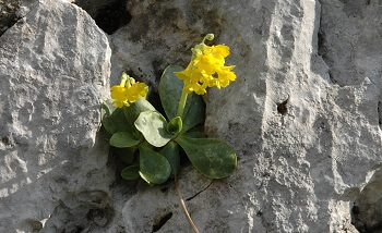 Eine kleine gelbe Blume mit grünen Blättern wächst aus einer Spalte in einer rauen, hellgrauen Felsoberfläche und erinnert an die wilde Schönheit der Wolfsklamm.