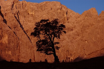 Vor der felsigen Bergkulisse des Großen Ahornbodens steht bei klarem Himmel ein einsamer Baum.