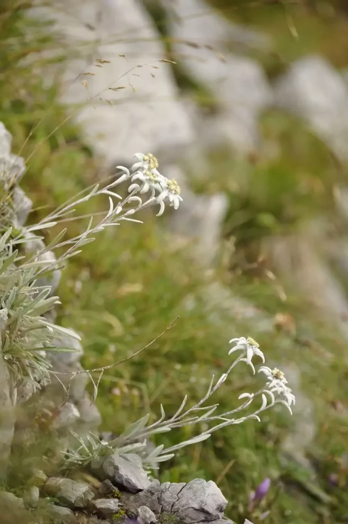 Weiße Edelweißblüten mit sternförmigen Blütenblättern wachsen zwischen Felsen und grünem Gras an einem Berghang unterhalb der imposanten Felsen der Lalidererwände.