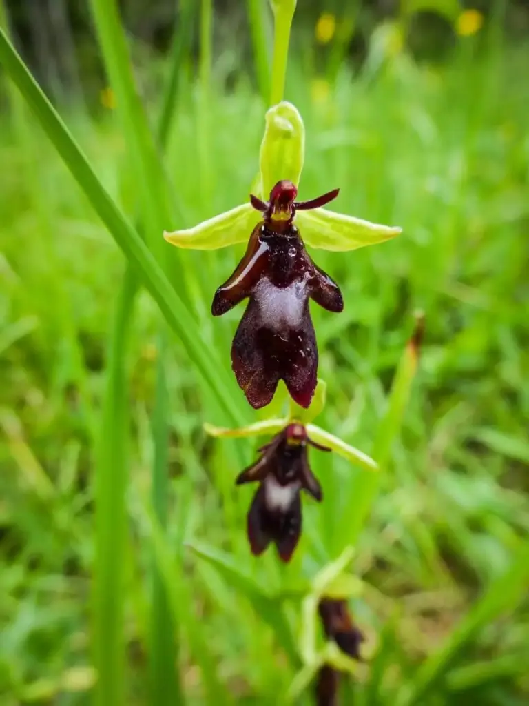 Eine Nahaufnahme einer dunkelkastanienbraunen und gelben Orchideenblüte mit ausgeprägter Form, aufgenommen vor dem verschwommenen grünen Gras der Gleirschklamm im Hintergrund.