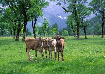 Vier Kühe stehen zusammen auf einer grünen Wiese, die von Bäumen umgeben ist. Im Hintergrund sind die Berge unter einem bewölkten Himmel am Großen Ahornboden zu sehen.