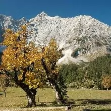 Zwei Bäume mit gelben Blättern stehen auf einer Wiese am Tiroler Adlerweg, umrahmt von einem Wald und felsigen, schneebedeckten Berghängen unter einem klaren blauen Himmel.