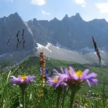 Lila Wildblumen im Vordergrund rahmen die grasbewachsenen Hügel und felsigen Berge des Tiroler Adlerwegs ein, alles unter einem teilweise bewölkten Himmel.