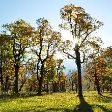 Das Sonnenlicht scheint durch die hohen Bäume in einem Wald entlang der Via Alpina Karwendel und wirft lange Schatten auf das grüne Gras unter dem klaren blauen Himmel.