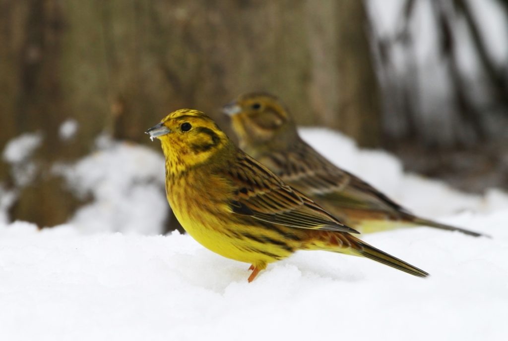 Zwei gelbe und braune Vögel stehen auf winterlichem Schnee im Karwendel, mit einem unscharfen Baumstamm und Hintergrund. Der Vogel im Vordergrund hält einen kleinen Samen in seinem Schnabel.
