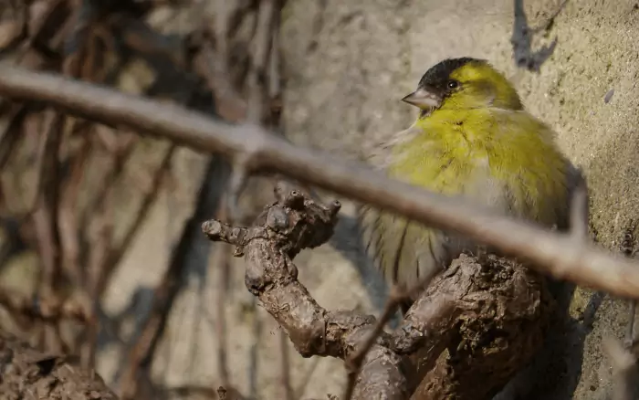 Ein kleiner gelb-grüner Vogel mit schwarzer Mütze sitzt auf einem verschlungenen Ast vor einer sonnenbeschienenen Wand mit Ranken, die an die Frische des winterlichen Karwendel erinnern.