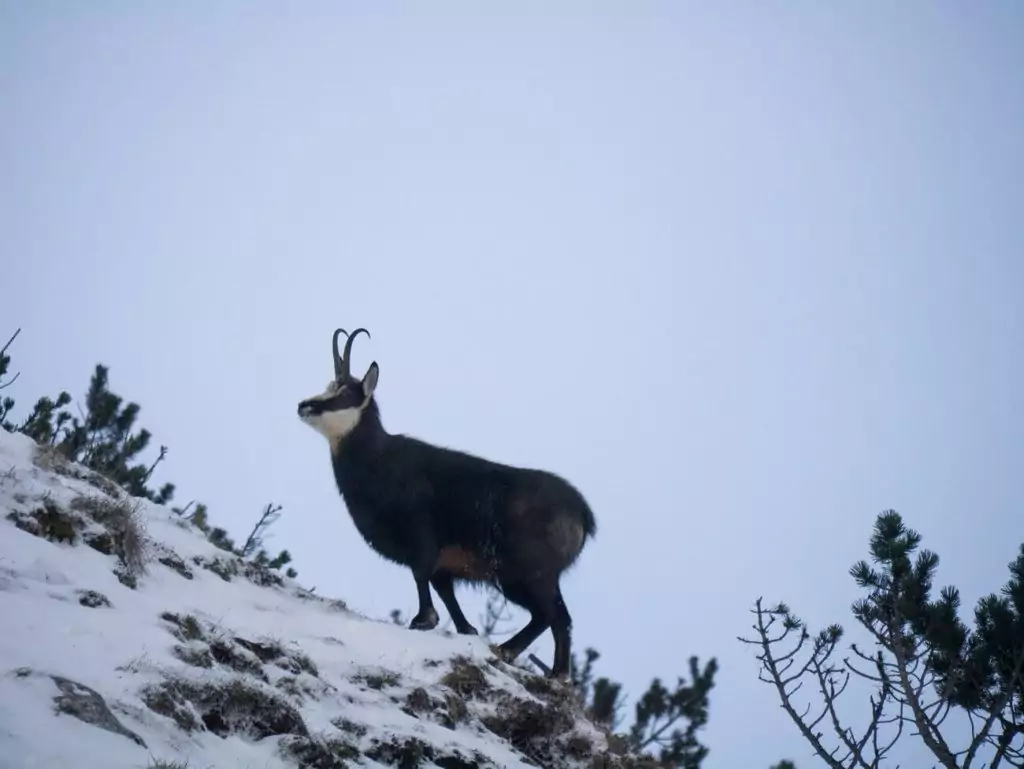 Eine Gämse steht an einem verschneiten Berghang im Karwendel, mit kleinen Sträuchern und einem blassen Winterhimmel im Hintergrund.