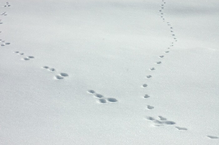 Tierspuren, die sich im frischen, ungestörten Schnee unter natürlichem Licht kreuzen, fangen die stille Schönheit des Winters im Karwendel ein. Die Spuren scheinen von zwei verschiedenen Tieren zu stammen und bieten einen Einblick in das wilde Leben während Ihres Winterurlaubs im Karwendel.