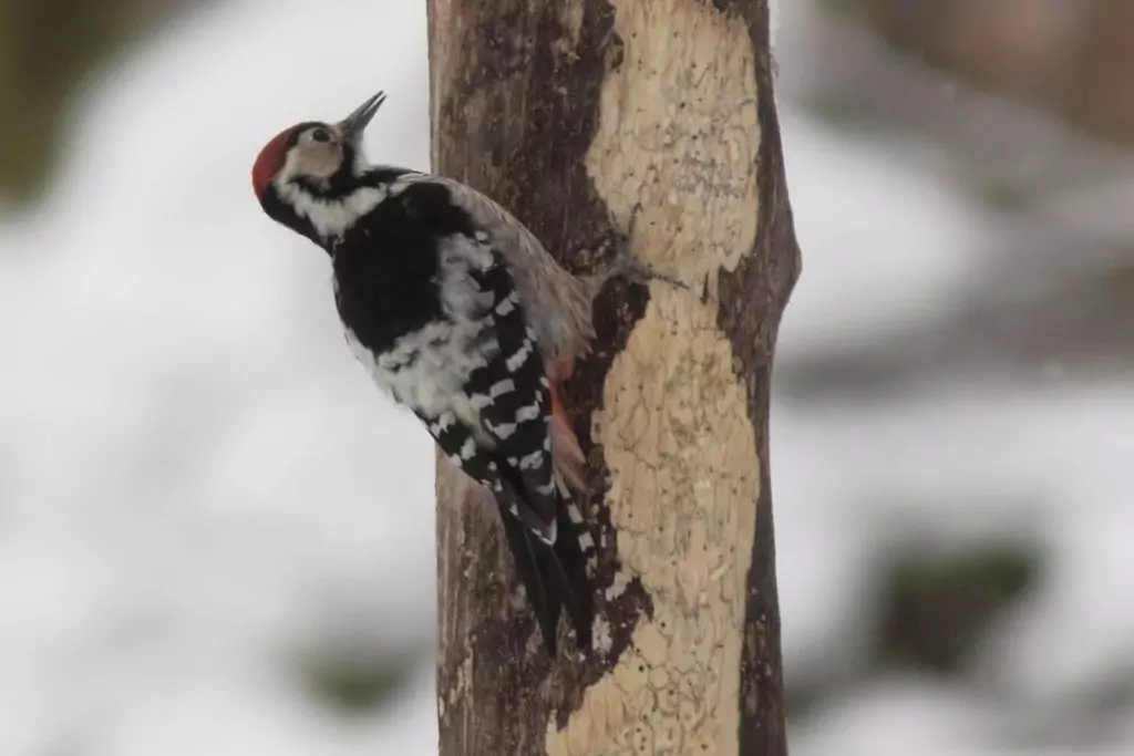 Ein Specht mit schwarzem, weißem und rotem Gefieder klammert sich in der verschneiten Winterlandschaft des Karwendels an einen Baumstamm mit abgestreifter Rinde.