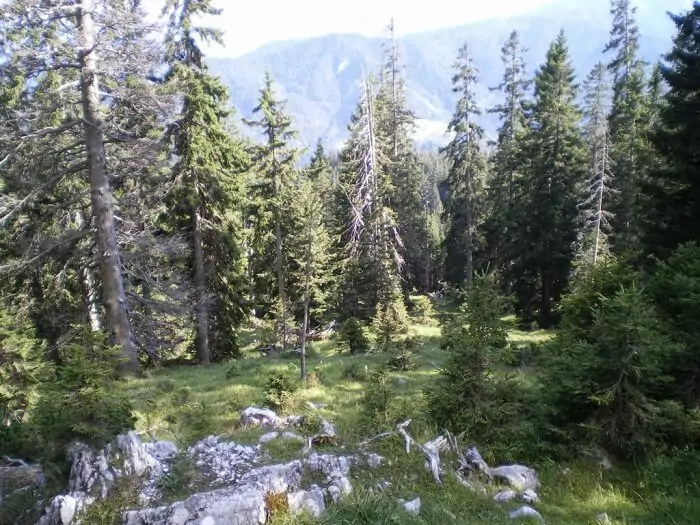 Ein dichter Wald mit verschiedenen immergrünen Bäumen und felsigem Boden im Vordergrund, in dem ein Auerhuhn umherstreifen könnte, mit Bergen im Hintergrund unter einem klaren Himmel.