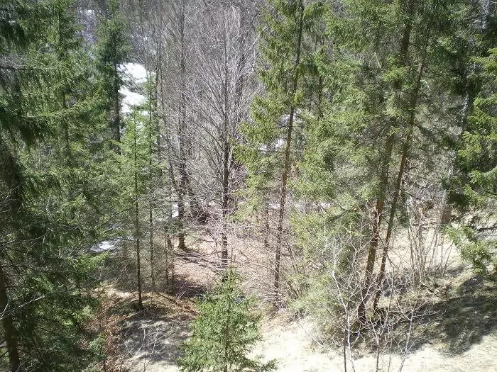 Eine Waldszene mit hohen immergrünen Bäumen und einigen blattlosen Bäumen; das Sonnenlicht dringt durch und beleuchtet die Schneeflecken auf dem Boden, wo ein Haselhuhn nach Nahrung suchen könnte.