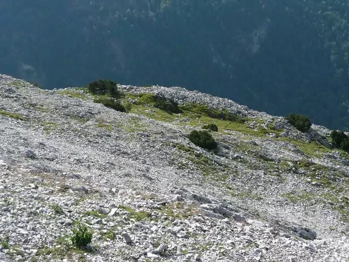 Felsiger Berghang mit grünem Gras und kleinen Sträuchern, an dem das Steinhuhn gesichtet werden kann, mit Blick auf ein bewaldetes Tal im Hintergrund.