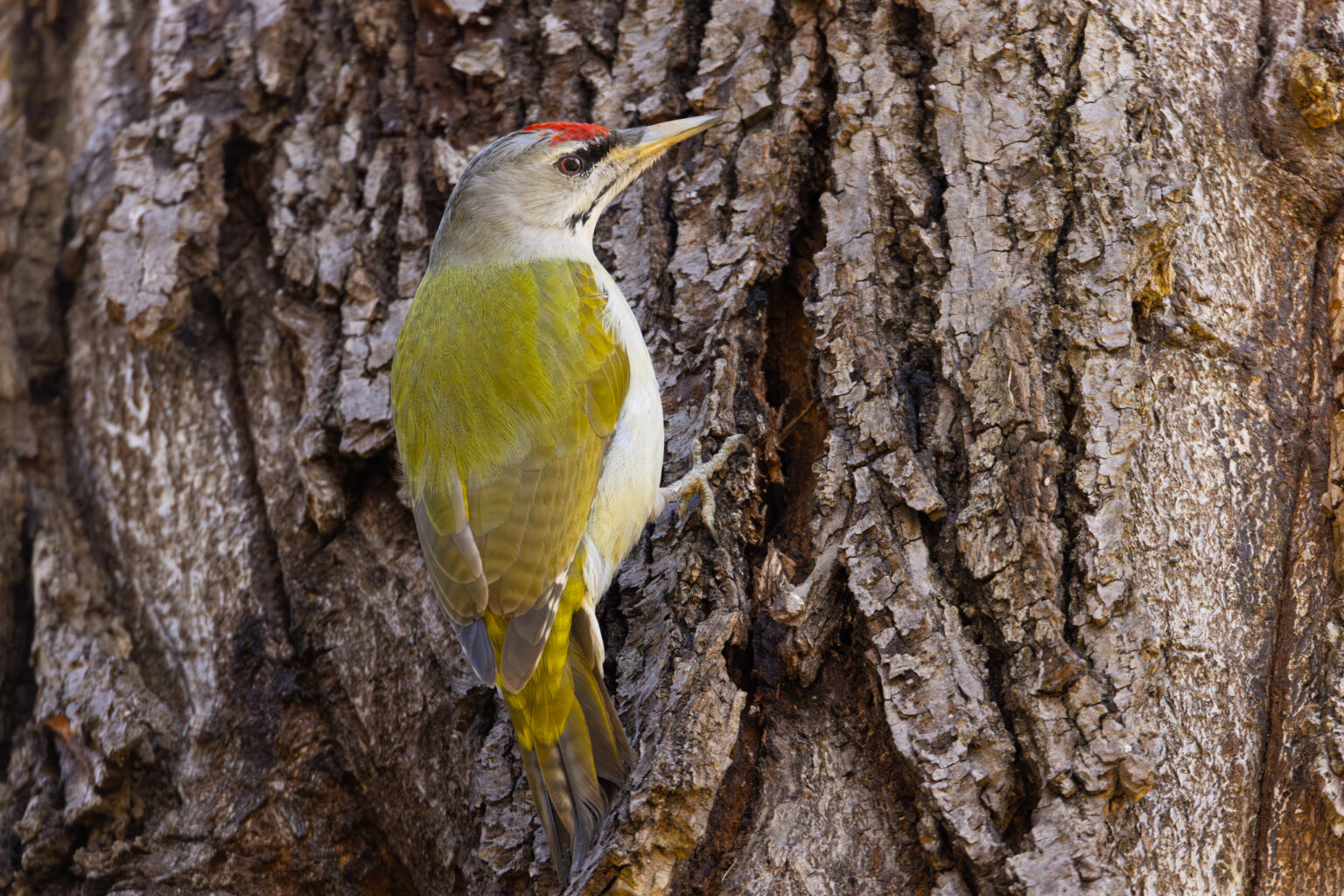Ein Grauspecht mit grünen und gelben Federn und einem kleinen roten Fleck auf dem Kopf klammert sich an die raue Rinde eines Baumes.