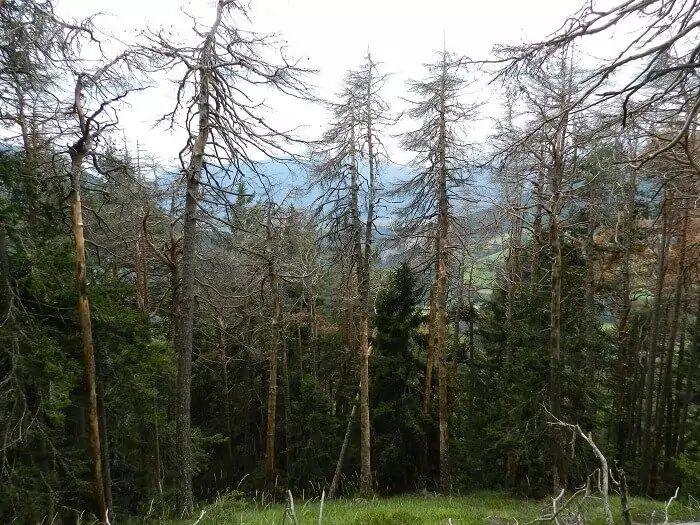 Eine Gruppe von Bäumen, einige lebendig, andere abgestorben und mit kahlen Ästen, steht an einem abfallenden Waldhang, an dem der schwer fassbare Dreizehenspecht zwischen dem fernen Grün, das durch die Stämme sichtbar ist, erspäht werden kann.