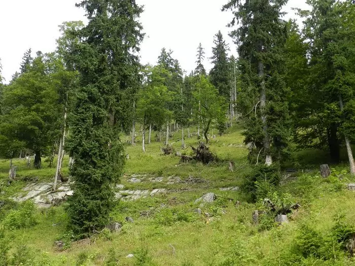Ein abfallendes Waldgebiet mit hohen Nadel- und Laubbäumen, verstreuten Steinen, grünem Unterholz und dem gelegentlichen Ruf eines Grauspechts, der durch den Wald hallt.