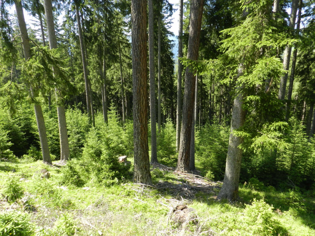 Ein dichter Wald mit hohen, schlanken, immergrünen Bäumen und kleineren grünen Sträuchern, die den sonnenbeschienenen Boden bedecken, wo ein Sperlingskauz zwischen den Ästen nisten könnte.