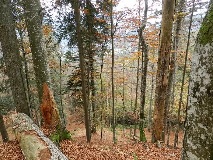 Eine Waldszene im Herbst mit hohen Bäumen, herabgefallenen Blättern, die den Boden bedecken, und fehlenden Rindenstücken an einigen Stämmen - ein Beweis für den Schwarzspecht bei der Arbeit.
