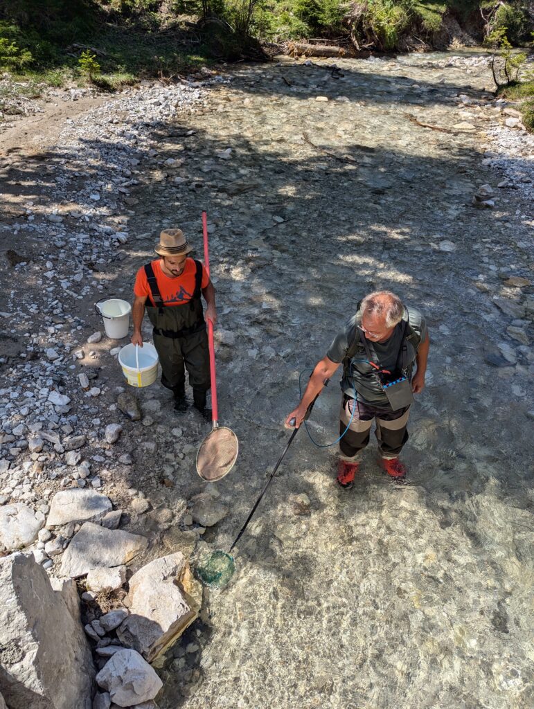 Zwei Personen stehen in einem flachen, klaren Bach in der Nähe von felsigen Ufern und sammeln mit Netzen und Eimern - möglicherweise im Rahmen einer Elektro-Befischung an der Oberen Isar oder einer nachhaltigen Fischerei am Rissbach - Proben im Sonnenlicht.