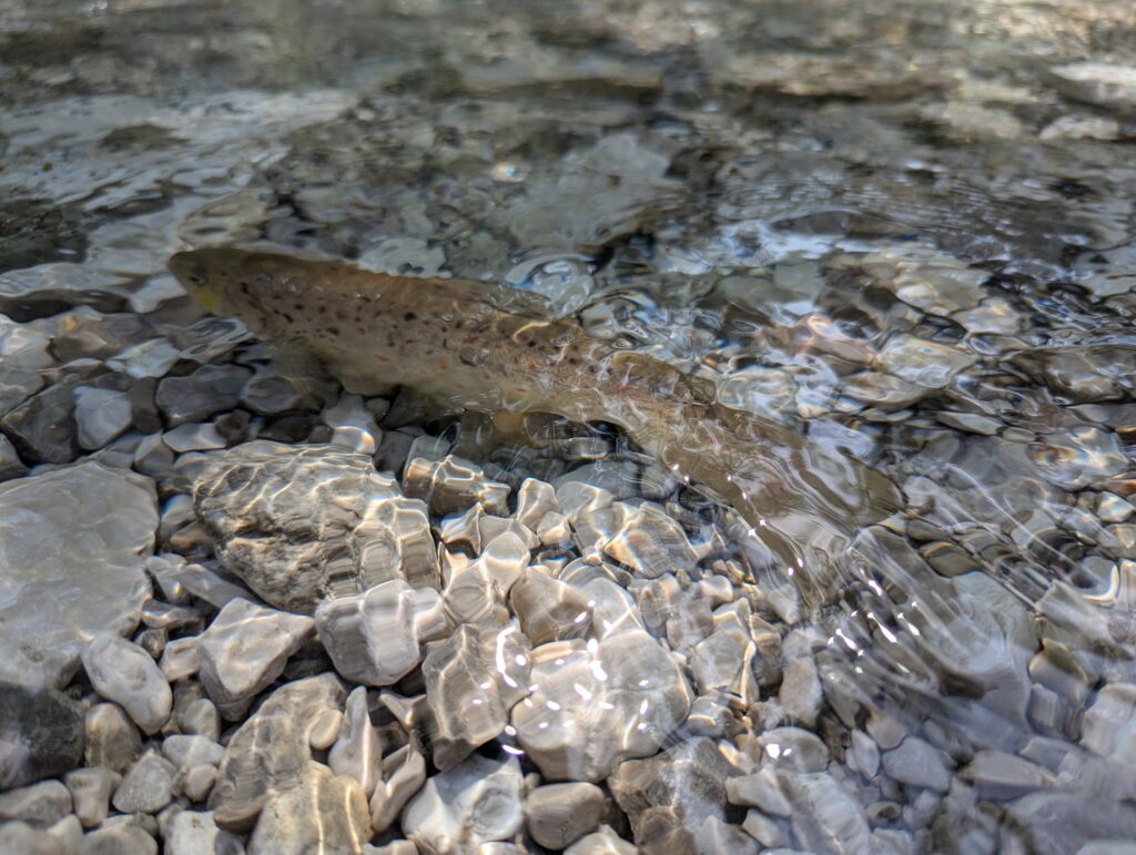 Ein Fisch schwimmt knapp unter der Oberfläche des klaren, flachen Wassers über einem Bett aus hellen Steinen - ein Beispiel für nachhaltige Fischerei am Rissbach.