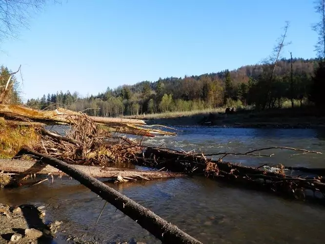 Ein Fluss fließt durch ein Waldgebiet, in dem mehrere umgestürzte Bäume und Äste, die Teil eines Interregprojekts zur Wiederherstellung von Lebensräumen sind, quer über dem Wasser liegen.