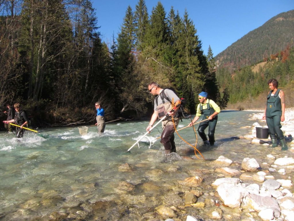 Vier Personen in Wathosen führen eine Elektro-Befischung an der Oberen Isar durch, um den Fischbestand in einem flachen, felsigen Fluss, der von Bäumen und Bergen umgeben ist, zu untersuchen.