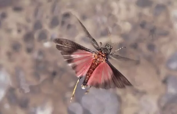 Ein Falter mit rötlichen Flügeln und schwarzem Körper, der während eines Interregprojekts beobachtet wurde, fliegt über eine verschwommene, felsige Oberfläche.