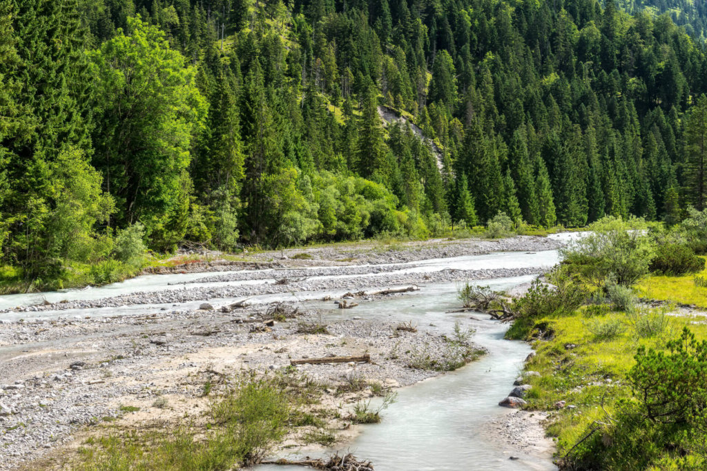 Ein flacher, felsiger Fluss fließt durch ein bewaldetes Gebiet mit dichten grünen Bäumen und einem grasbewachsenen Flussufer, das die Praktiken der nachhaltigen Fischerei am Rissbach widerspiegelt, die zur Erhaltung eines lebendigen Ökosystems beitragen.