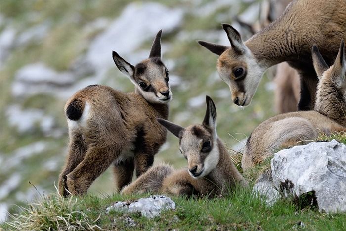 Die Gams - Naturpark Karwendel Tirol ⛰️