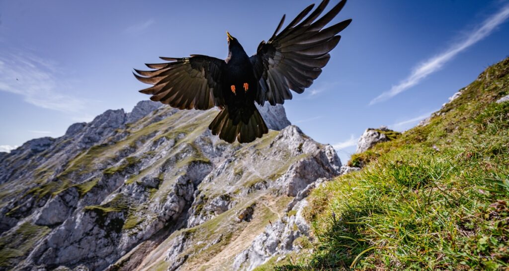 Eine Alpendohle fliegt mit weit ausgebreiteten Flügeln über einen grasbewachsenen Berghang, eingerahmt von felsigen Gipfeln und einem klaren blauen Himmel im Hintergrund.