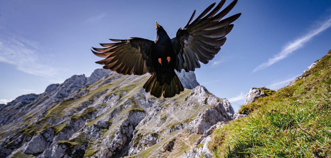 Eine Alpendohle fliegt mit weit ausgebreiteten Flügeln über einen grasbewachsenen Berghang, eingerahmt von felsigen Gipfeln und einem klaren blauen Himmel im Hintergrund.
