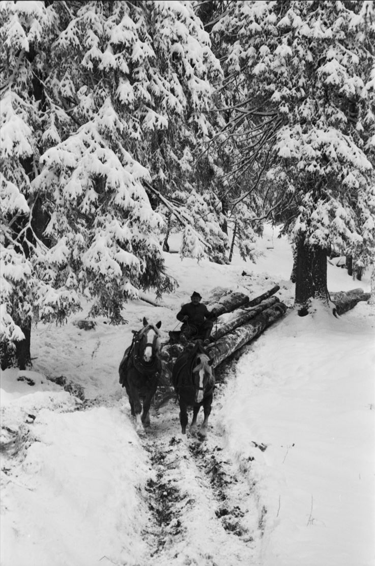 Eine Person fährt einen Pferdeschlitten mit zwei Pferden, die große Baumstämme über einen verschneiten Weg durch einen verschneiten Wald ziehen.