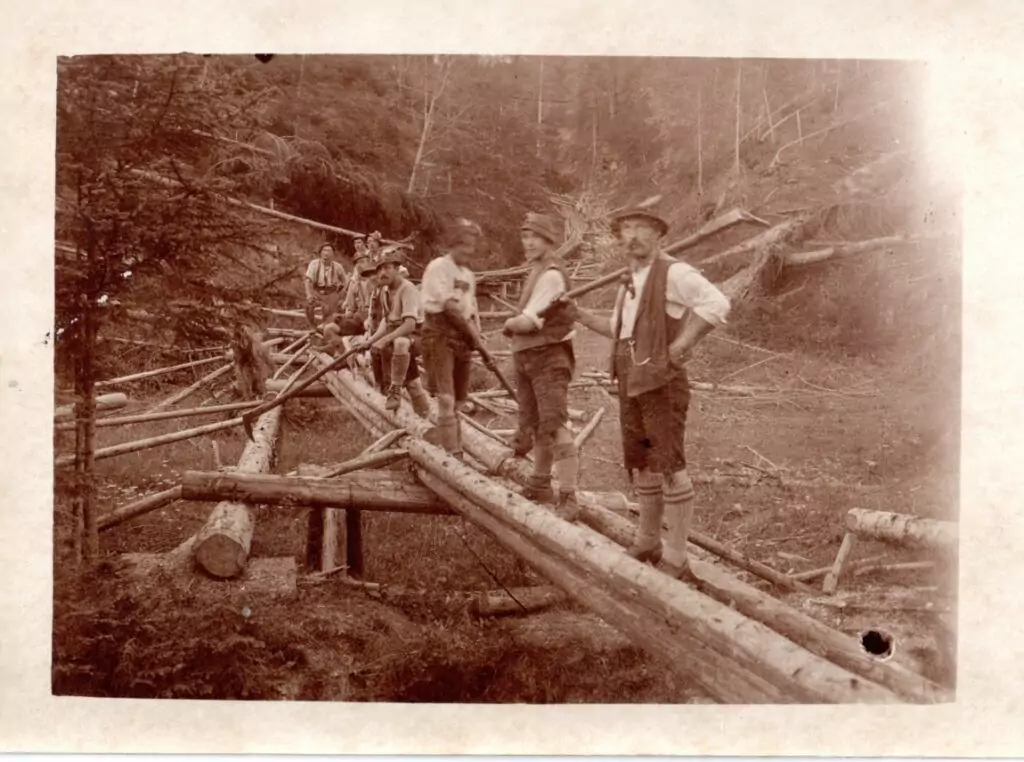 Eine Gruppe von Männern steht und arbeitet an großen Baumstämmen, die als Stege in einem Waldgebiet angeordnet sind, mit umgestürzten Bäumen und unwegsamem Gelände im Hintergrund - wahrscheinlich Teil der historischen Loiten und Riesen Holzfällerarbeiten.