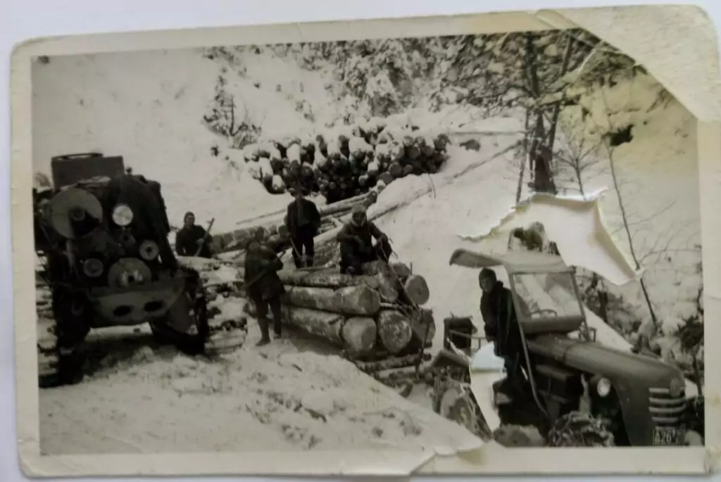 Schwarz-Weiß-Foto von Personen, die mit Raupenfahrzeugen Baumstämme in einem verschneiten Waldgebiet transportieren; einige Stämme sind gestapelt, und das Foto zeigt Anzeichen von Alterung und Beschädigung.