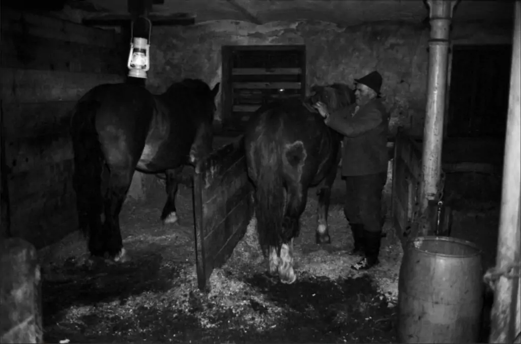 In einem schwach beleuchteten Stall mit hölzernen Trennwänden und einer von der Decke hängenden Laterne kümmert sich eine Person um zwei Pferde und bereitet sie für einen Ausritt im Pferdeschlitten vor.