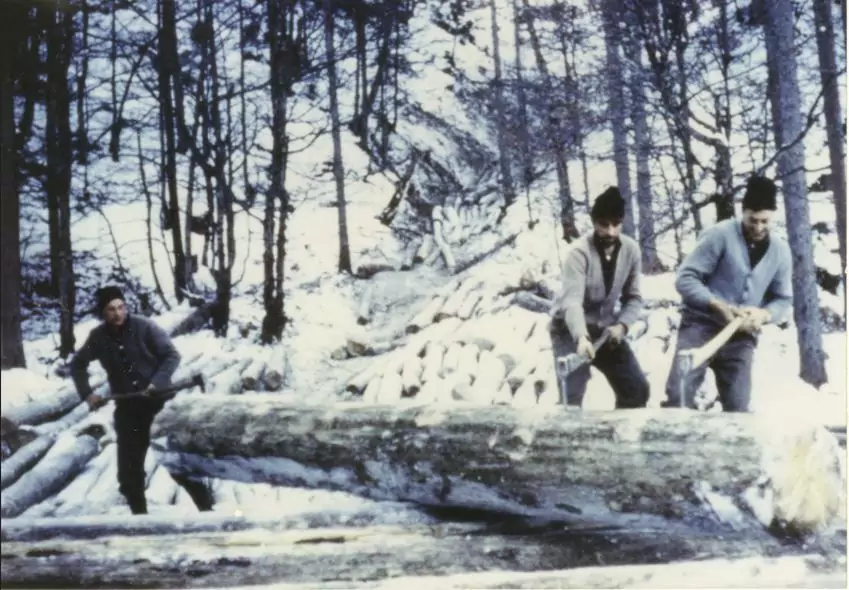 Drei Männer in Winterkleidung schneiden mit Handsägen Baumstämme in einem verschneiten Wald. Im Hintergrund sind Stämme und Bäume zu sehen.