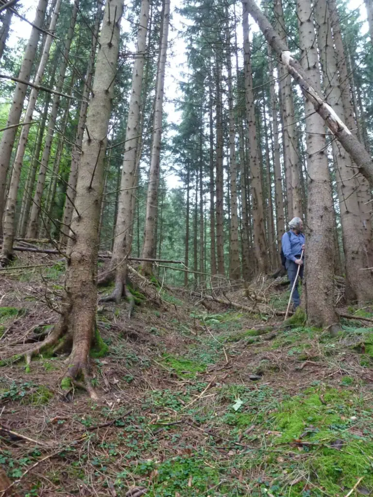 Eine Person steht im dichten Wald von Loiten und Riesen mit hohen, geraden Bäumen, hält einen Stock in der Hand und blickt nach oben; der moosbewachsene Waldboden ist mit heruntergefallenen Ästen übersät.