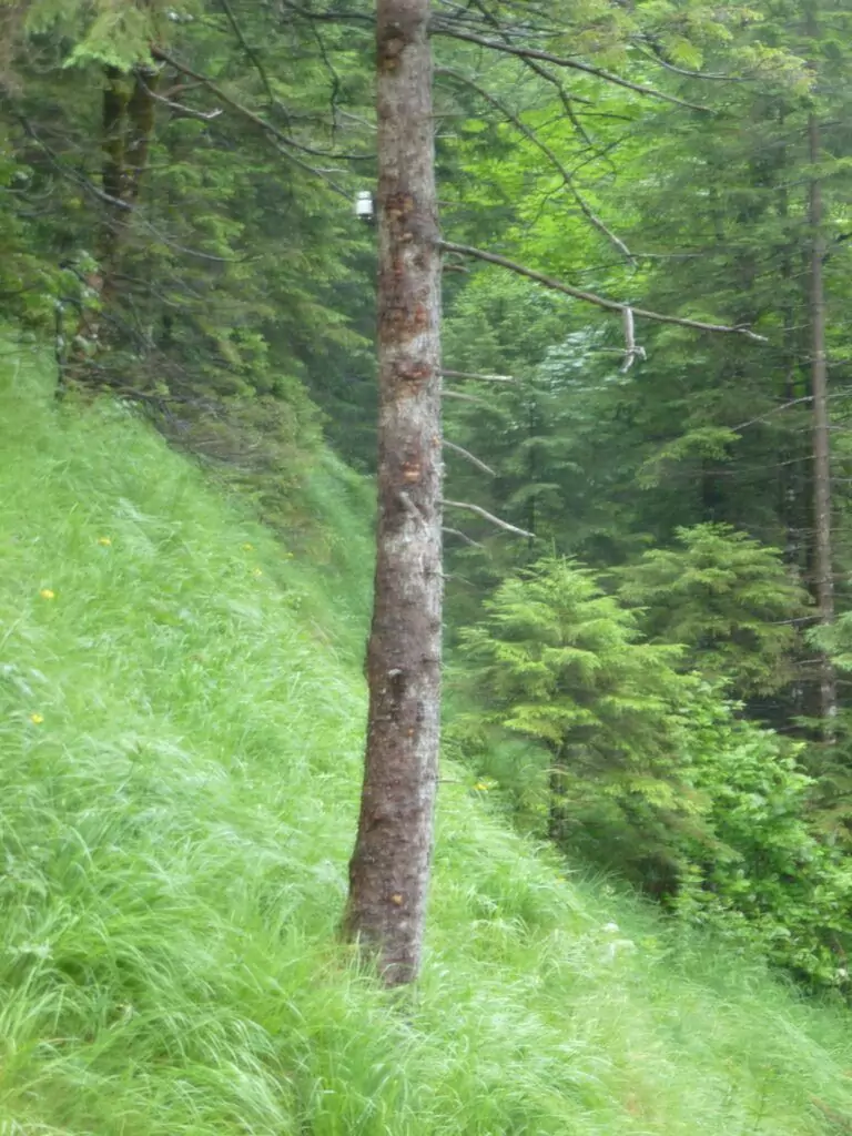Ein einzelner Loitenbaum steht auf einem grasbewachsenen, abfallenden Hang, umgeben vom dichten grünen Wald des Riesen.