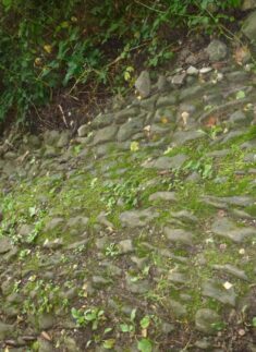 Ein abschüssiger Steinweg in Grafenaschau, der mit grünem Moos und kleinen Pflanzen bewachsen ist und im oberen Bereich von Laubwerk begrenzt wird.