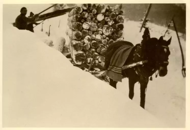 Ein Pferd zieht einen mit Baumstämmen beladenen Karren durch den Tiefschnee, der einem traditionellen Pferdeschlitten ähnelt, und wird dabei von einer Person von hinten geführt.