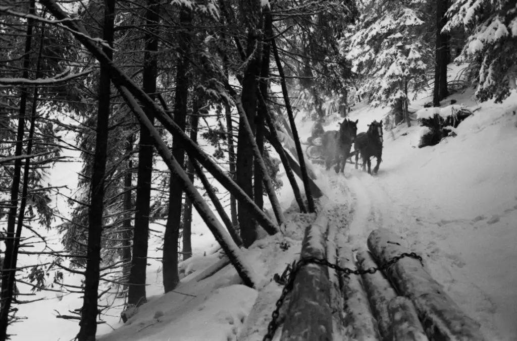 Zwei Pferde ziehen einen mit Baumstämmen beladenen Pferdeschlitten durch einen schneebedeckten Wald, in dem hohe Bäume einen schmalen, verschneiten Pfad säumen.