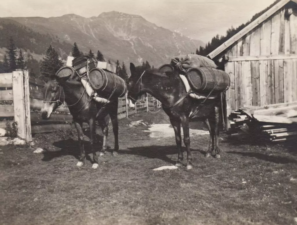 Zwei Saumtiere, die große Fässer tragen, stehen im Gras in der Nähe eines Holzzauns und einer Hütte in einer bergigen ländlichen Gegend.
