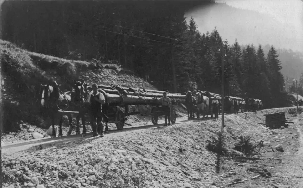 Mehrere Pferdewagen transportieren lange Baumstämme auf einer unbefestigten Straße, die von Bäumen und felsigem Gelände gesäumt ist.