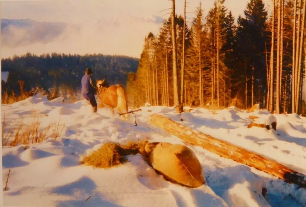 Eine Person führt ein Pferd mit markanten Streifen, das einen großen Baumstamm durch eine verschneite, bewaldete Landschaft mit Bergen im Hintergrund zieht.