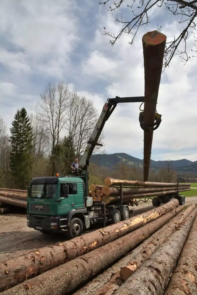 Ein Lkw mit Kran hebt einen großen Baumstamm auf seinen Anhänger, umgeben von gestapeltem Holz in einem Holzeinschlaggebiet im Freien.