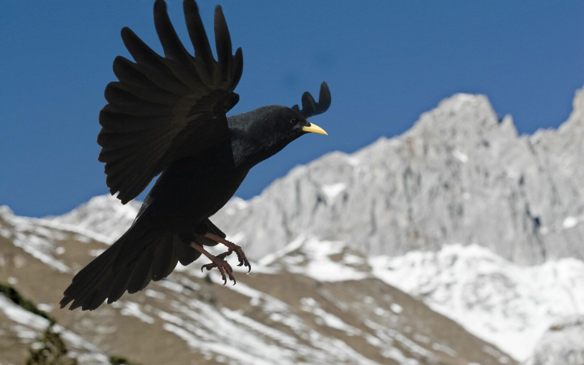 Die Alpendohle Naturpark Karwendel Tirol 
