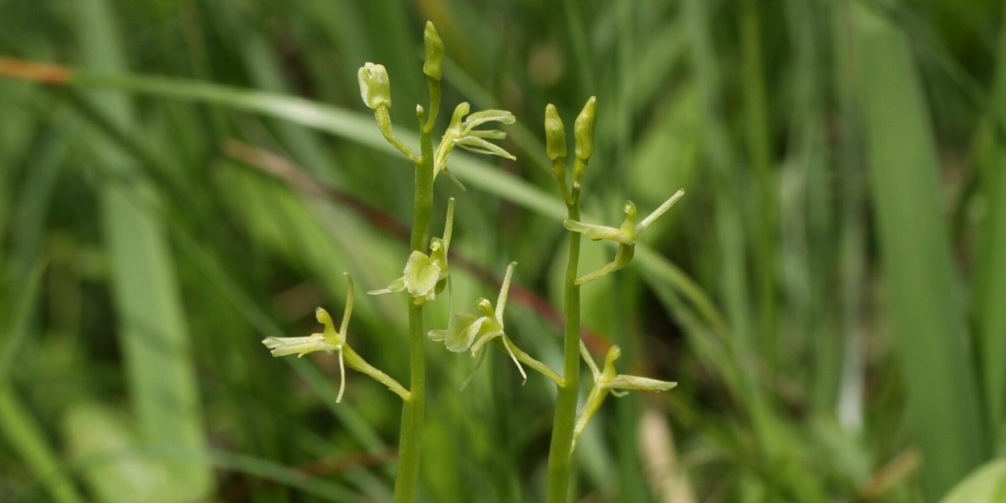 Das SumpfGlanzkraut Naturpark Karwendel Tirol ⛰️