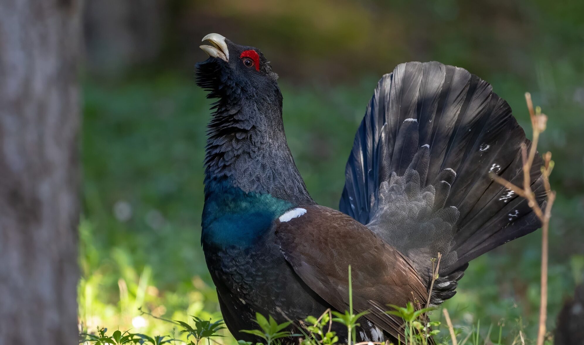 Das Westliche Auerhuhn, auch Auerhuhn genannt, steht auf dem Waldboden, fächelt seinen Schwanz und ruft mit offenem Schnabel.